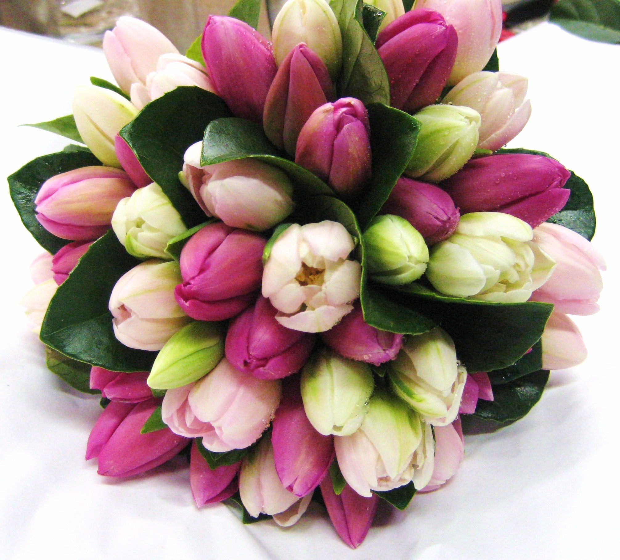 Volcanic Emotion Tulip