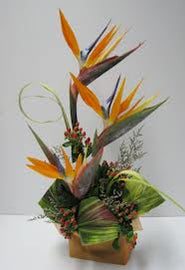 Birds of Paradise